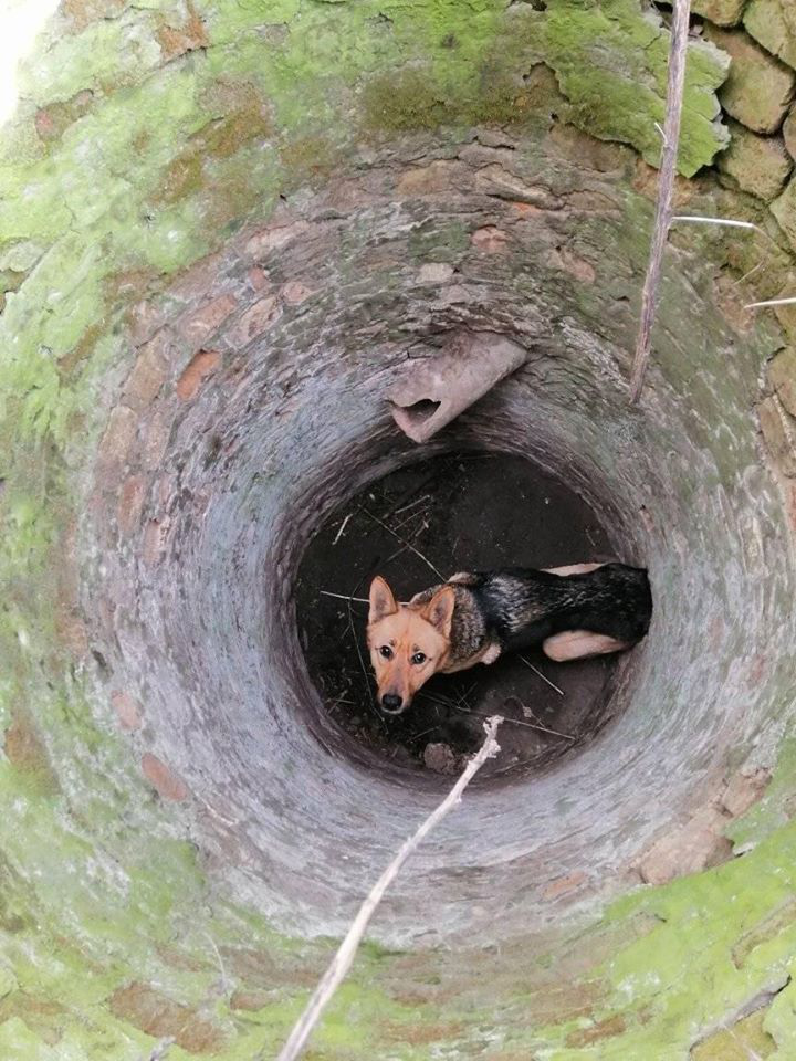 Біля Луцька врятували собаку, який впав у закинутий колодязь (фото)