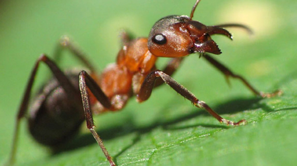 Комахи можуть вберегти планету від голоду: дослідження