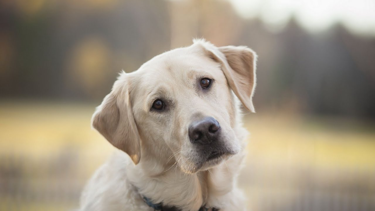 Британія: у собаки вперше виявили геном лікарсько-стійкої супербактерії