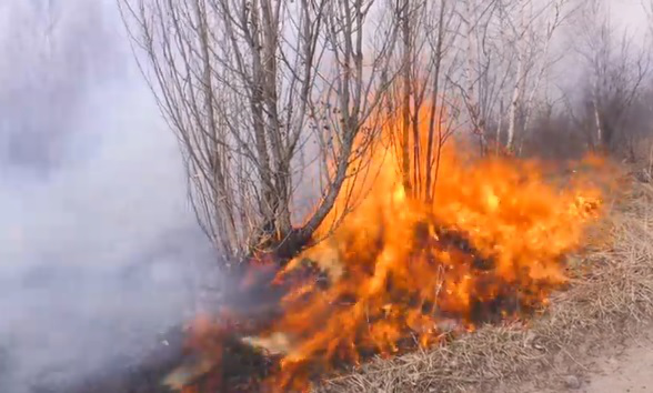 У Княгининку через спалювання трави спалахнув сад (відео)
