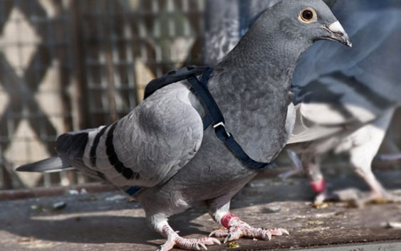 У Німеччині хочуть покарати голуба за перевищення швидкості