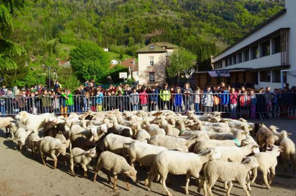 У французьку школу зарахували 15 баранів і овець через «недобір» учнів (фото)