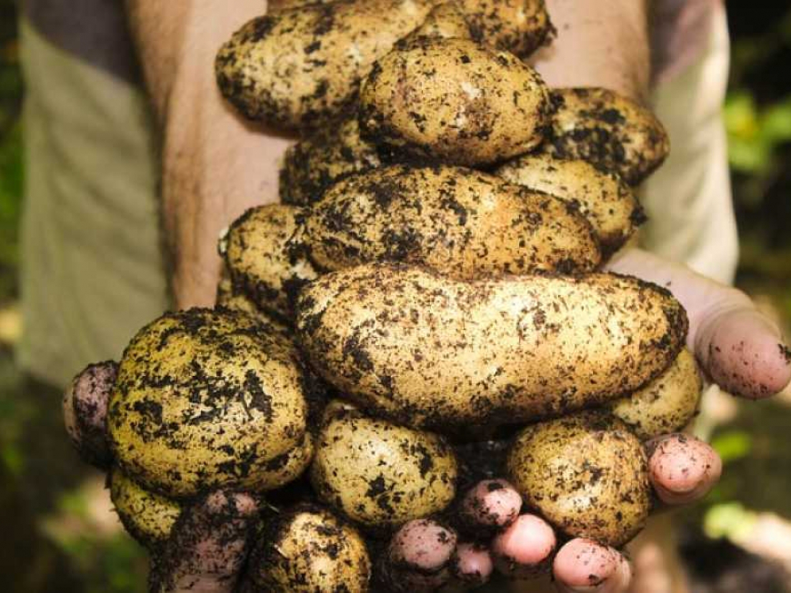 У Луцьку чоловіка оштрафували на 340 гривень за продаж картоплі