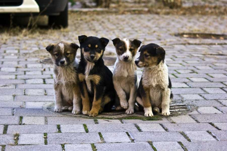Як рахуватимуть безпритульних собак у Луцьку