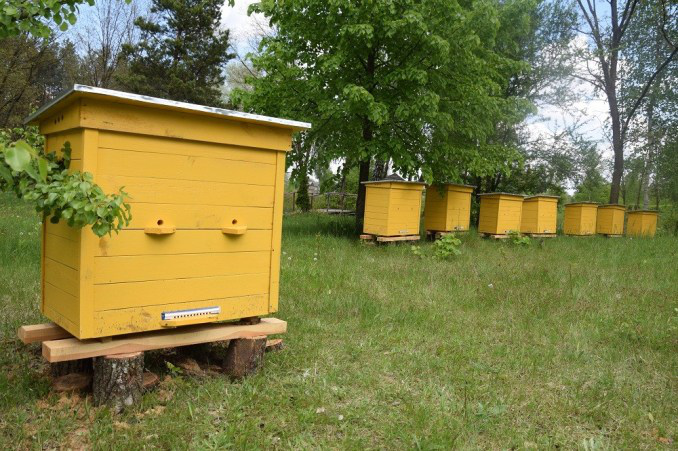 Як на Волині виготовляють екологічний мед (фото)