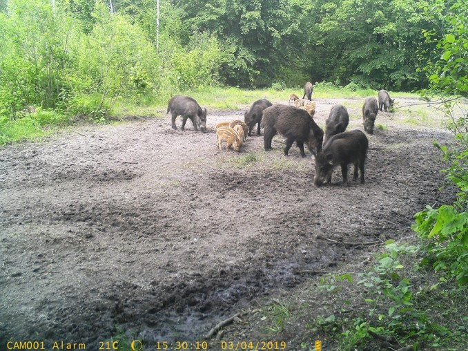 У волинському лісі камери «впіймали» диких кабанів (фото)