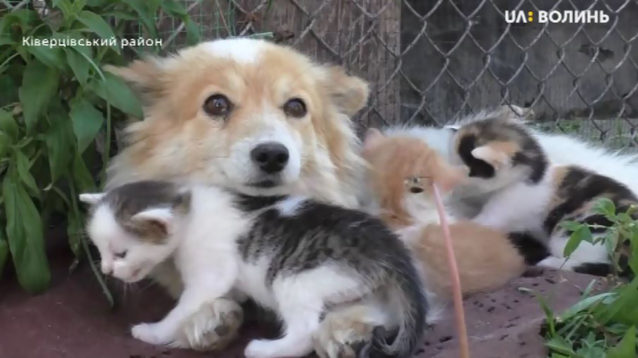 Як мама: на Волині собака вигодовує кошенят (відео)