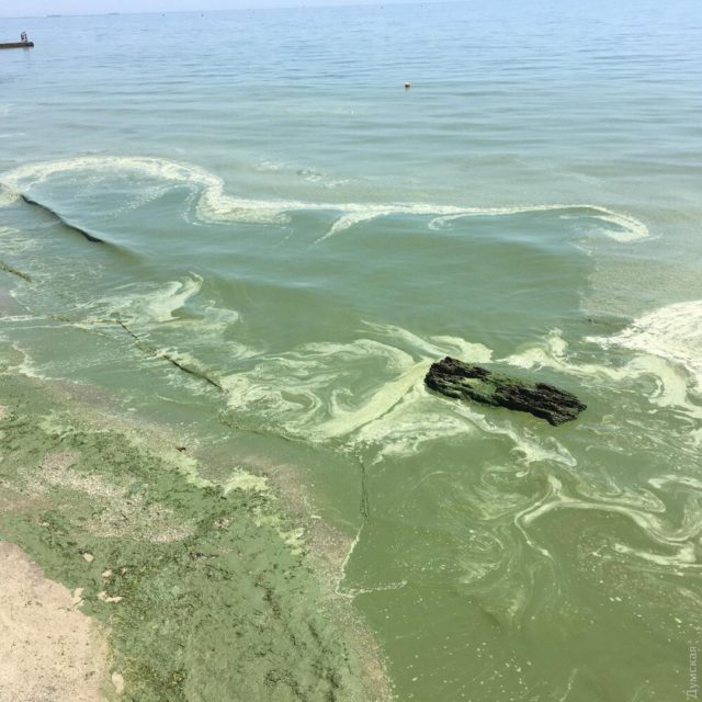 В Одесі позеленіло море: купатися не рекомендують (фото)
