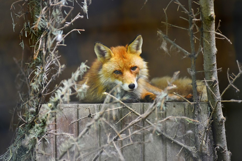 Луцький зоопарк просить допомогти з домівкою для лисичок