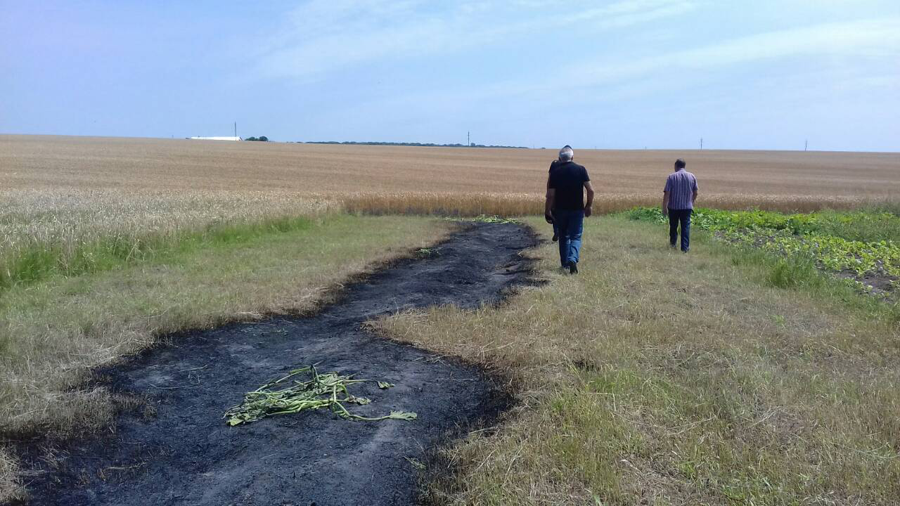 У Підгайцях палії трави ледь не спалили 87 гектарів пшениці (фото)