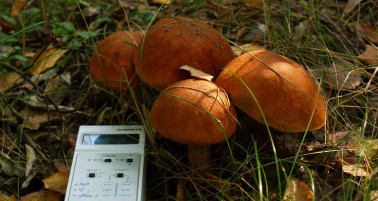 На Волині перевірили, чи радіоактивні гриби і ягоди