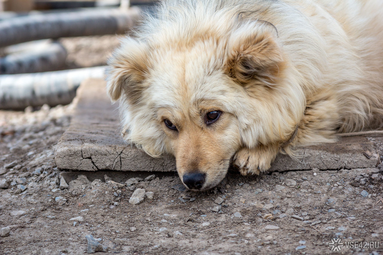 В одному з районів Луцька знайшли отруєних собак