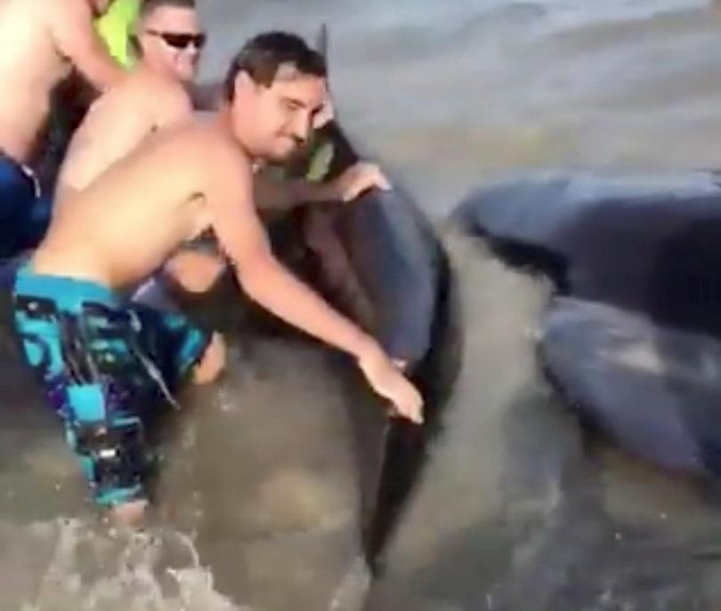 У США чорні дельфіни викинулися на пляж (відео)