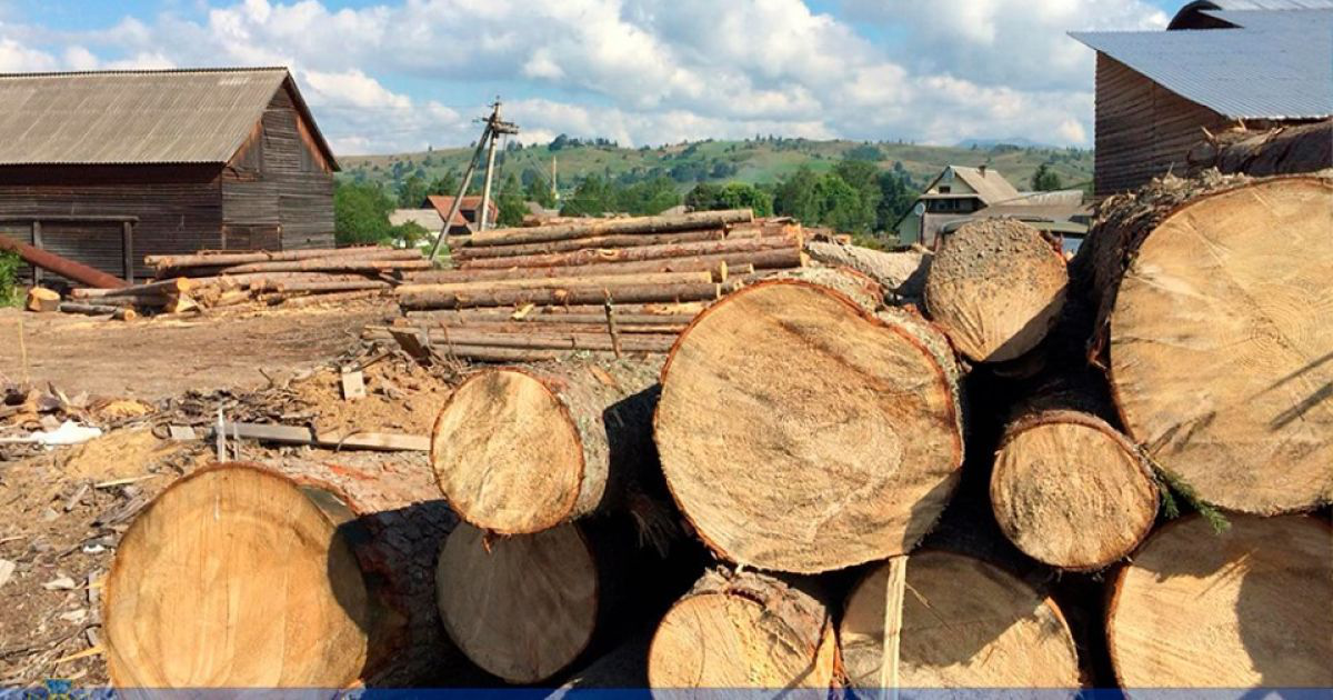 СБУ викрила на Закарпатті  розкрадання лісу на  300 тисяч гривень (фото, відео)