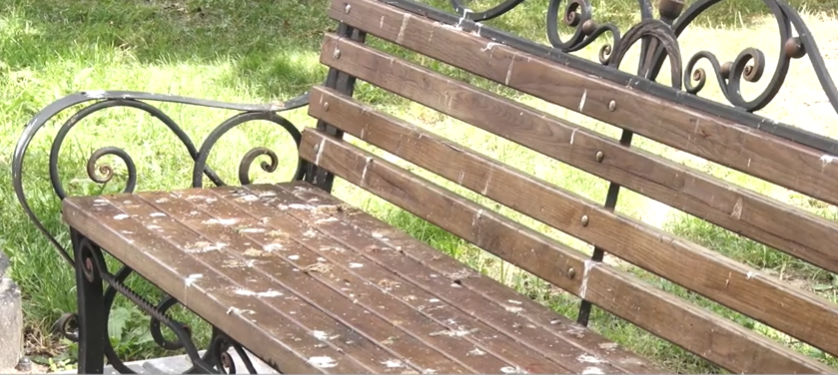 У Володимирі знайшли спосіб позбутися ворон у парку (відео)
