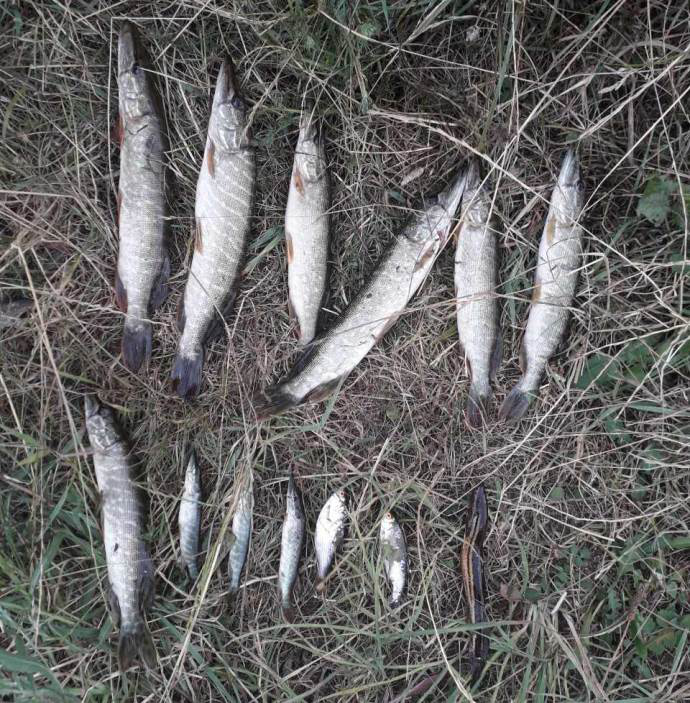 На Волині вилучили майже 60 кілограмів незаконно виловленої риби (фото)