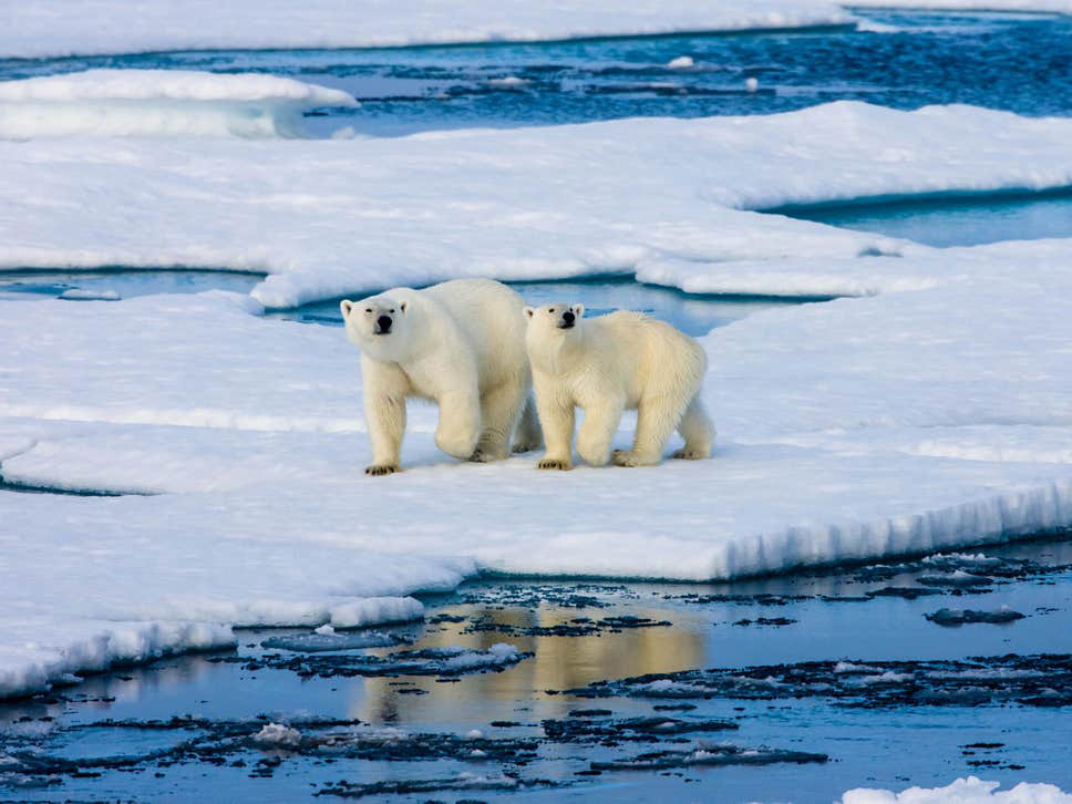У водах Аляски зник лід через потепління