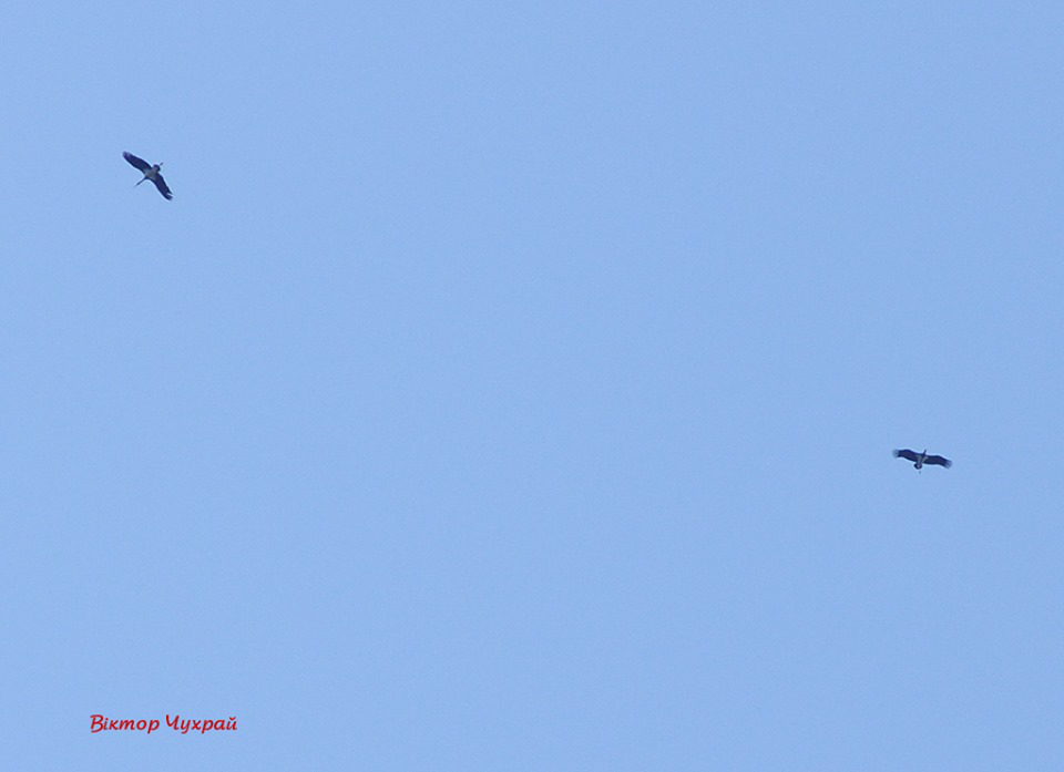 Фотограф «підловив» червонокнижних птахів у польоті над Луцьком (фото)