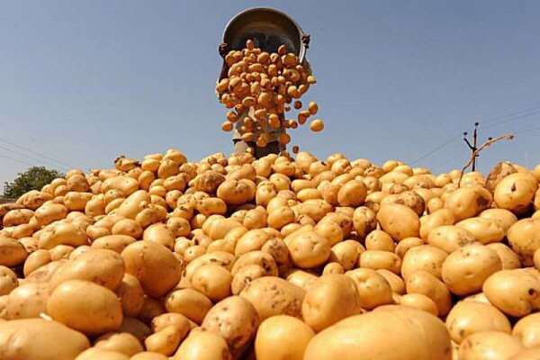На Волині з’явився перший сертифікований виробник насіннєвої картоплі