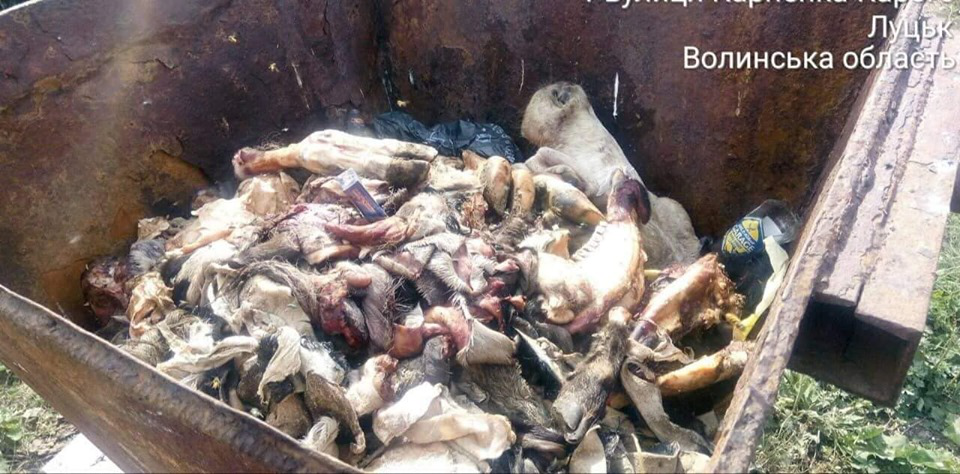 Голови та кістки мертвятини: муніципали знайшли джерело смороду в Луцьку (фото)