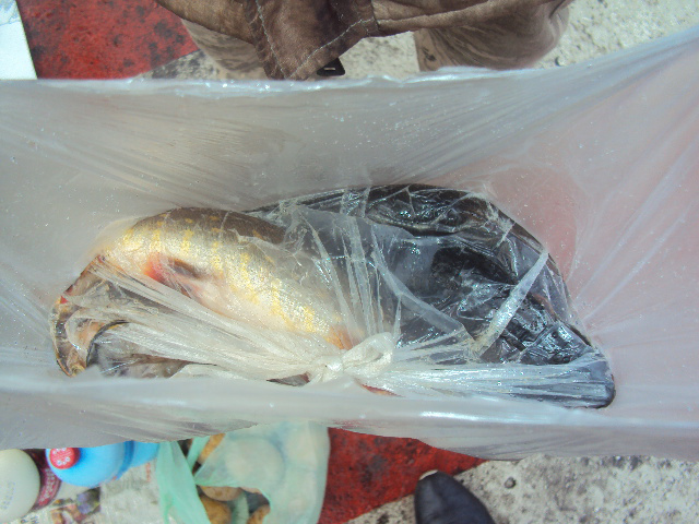 Продавали рибу і ловили раків: волинський рибпатруль провів рейд (фото)