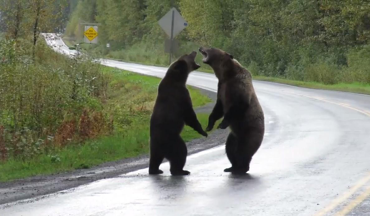 В Канаді два ведмеді-грізлі побилися серед дороги (відео)