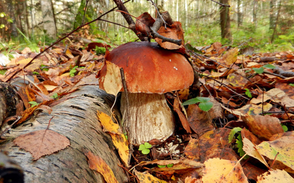 Чи є гриби у волинському лісі: прогноз найстаршого лісівника області