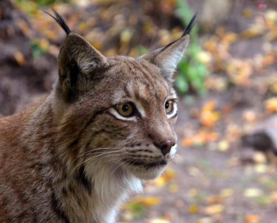 Всесвітній день тварин: перелік видів, які невдовзі можуть зникнути в Україні