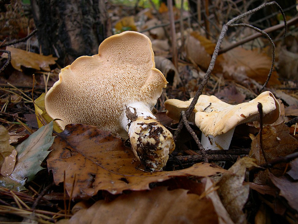 У грибах з маневицького лісу виявили перевищення вмісту радіонуклідів
