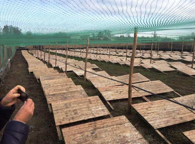 Ферма на піддонах: на Горохівщині сім'я вирощує равликів (фото)
