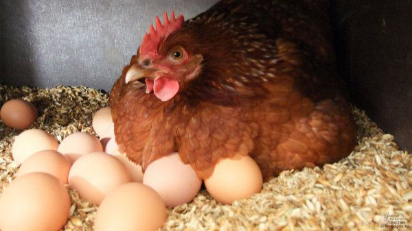 Домашні яйця: на Волині родина захворіла на сальмонельоз