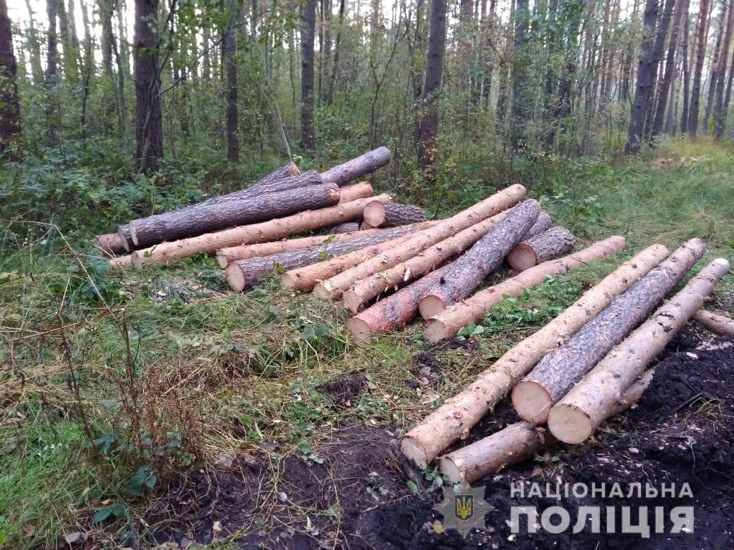 Волинянину загрожує позбавлення волі за незаконну вирубку лісу (фото)