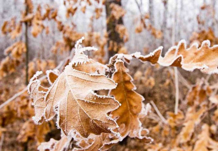 Хмарно і морозно: погода в Луцьку на суботу, 23 листопада