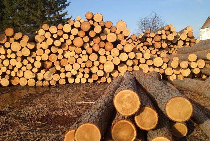 З квітня в Україні запустять онлайн-аукціони з продажу деревини