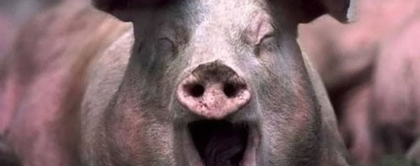 У Китаї мафія заражає свиней чумою, щоб заробляти на продажі м'яса