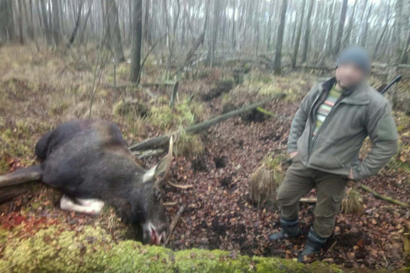 Мисливцю, який на Волині незаконно застрелив двох лосів, обрали покарання