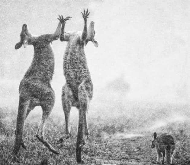 В Австралії радіють дощу: мережу заполонили зворушливі фото