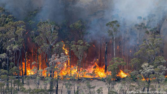 Через лісові пожежі в Австралії загинули мільярд тварин