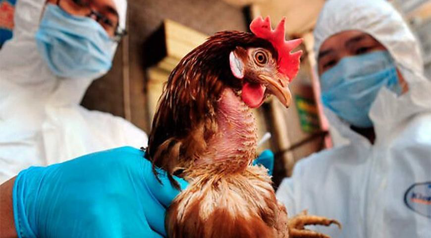 Пташиний грип у Польщі: загинуло понад сто тисяч птахів