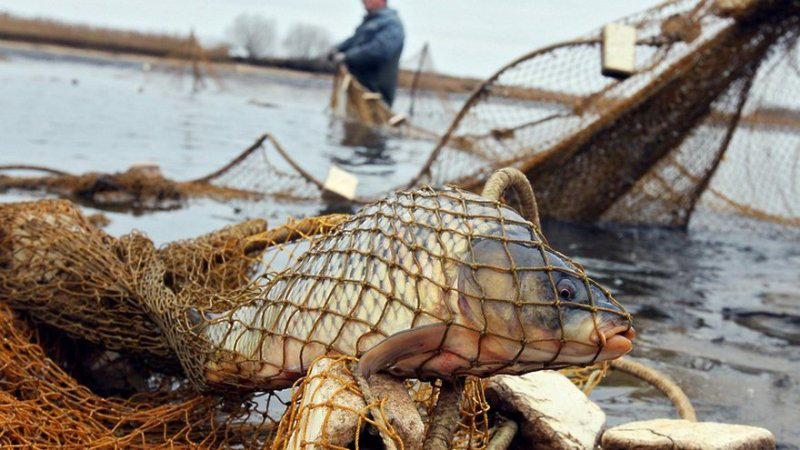 За рік на «гарячу лінію» Волинського рибпатруля надійшло 42 звернення