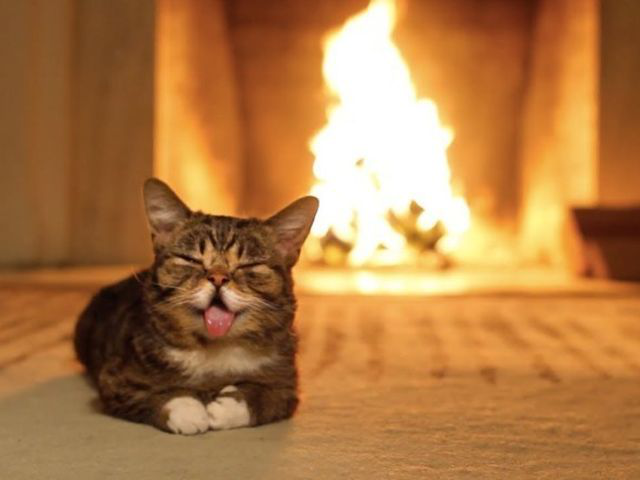 На Сумщині кіт розбудив свого хазяїна і врятував його з пожежі
