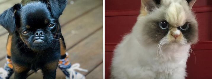 У мережі з'явилися «найсердитіші» кіт та собака (фото)