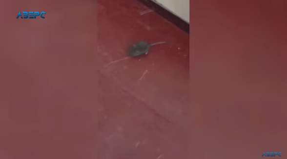 Бігали на уроках і залазили у ранці: луцький ліцей атакували миші (відео)