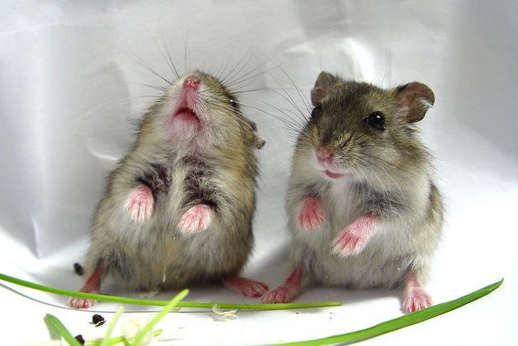 У Китаї на мишах тестують майбутню вакцину проти коронавірусу
