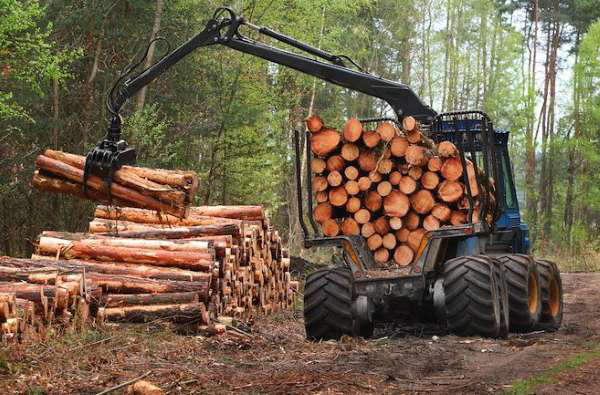 Волинська ОДА надала 395 гектарів землі для ведення лісового господарства