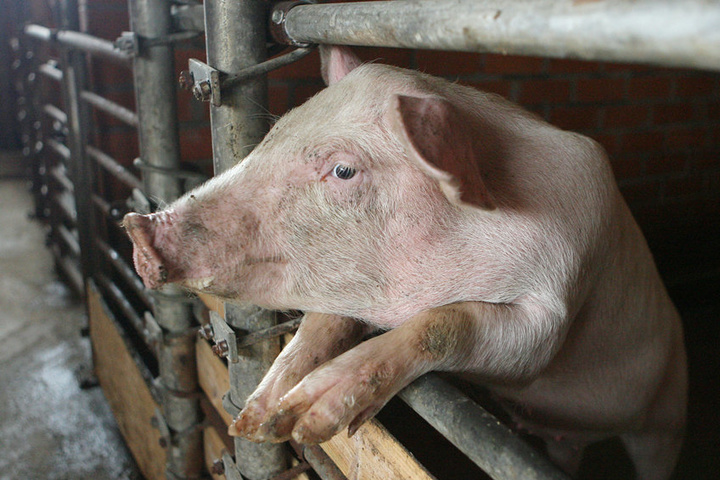 Запровадили карантин: на Волинь повернулася африканська чума свиней