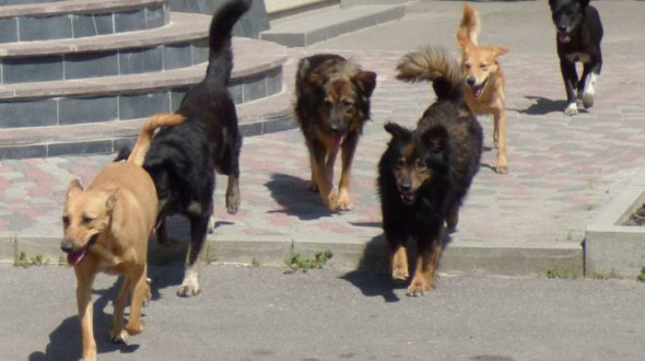 Постріли в собаку в Луцьку: поліція відкрила «кримінал»