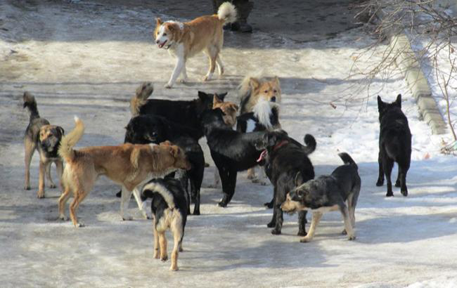 Поліція Каменя-Каширського просить людей не бідкатися їм щодо собак