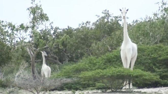 Залишився всього один: в Африці браконьєри вбили рідкісних білих жирафів (відео)