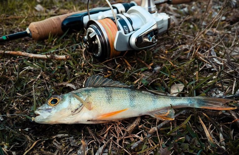 З 1-го квітня на Волині заборонять ловити рибу